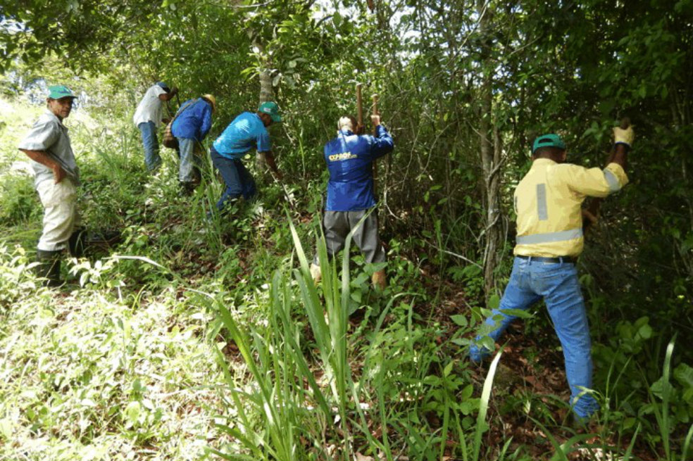 Así trabajan para salvar el bosque tropical del Caribe