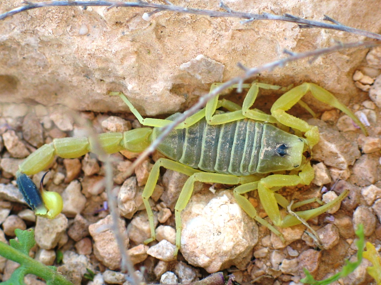 Veneno de escorpión para hacer llegar fármacos al cerebro
