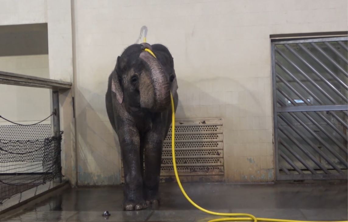 El uso de la manguera para ducharse por parte de Mary, una elefanta asiática del zoológico de Berlín. /Captura video Urban et al., Current Biology 2024