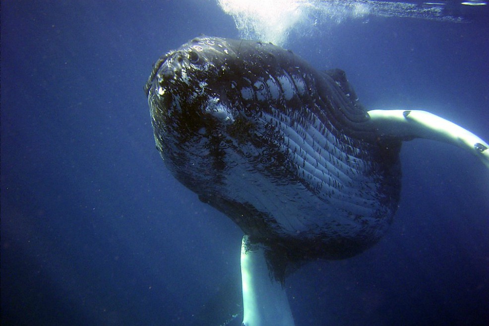 Las ballenas jorobadas también cambian sus canciones según “la moda”