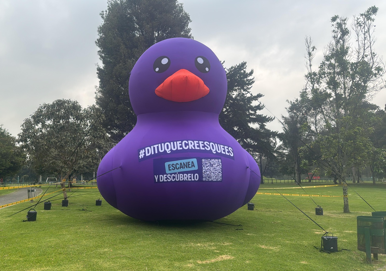 ¿Por qué siguen apareciendo patos morados en Bogotá? Hay uno en el Simón Bolívar