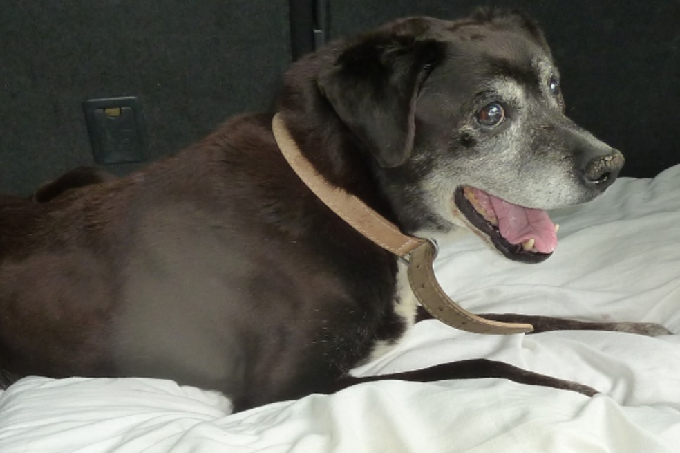 Holly, la perrita abandonada por su avanzada edad y que murió en un refugio