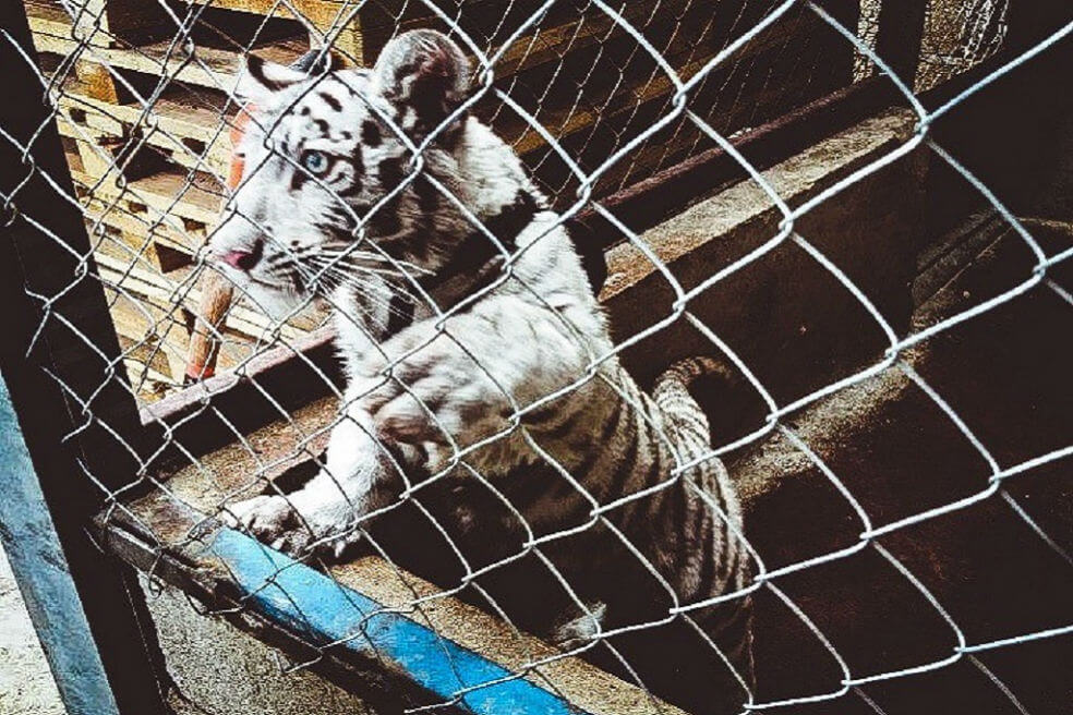 600 capturados tras gran operación mundial contra el tráfico de fauna