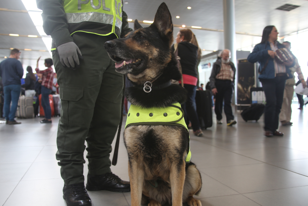 «‘Adopta un héroe»: la campaña para adoptar perritos de la Policía de Bogotá