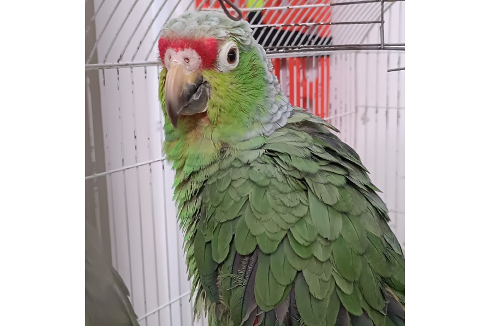 Autoridades recuperan más de 670 animales silvestres en Bogotá