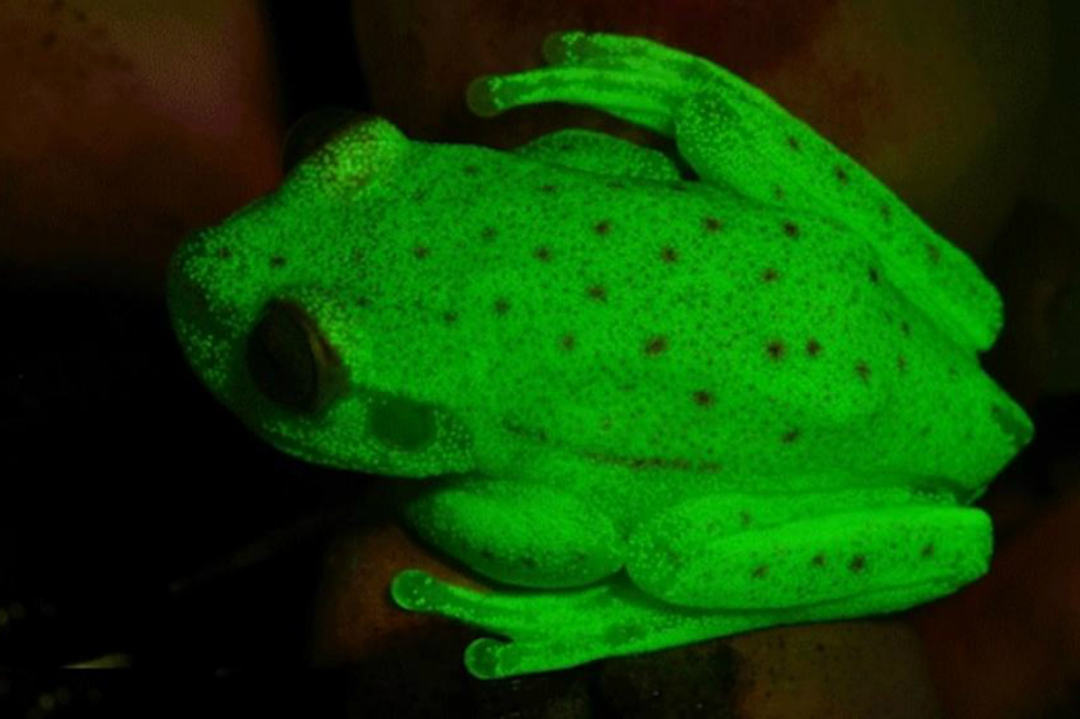 Hallan a la primera rana fluorescente del mundo