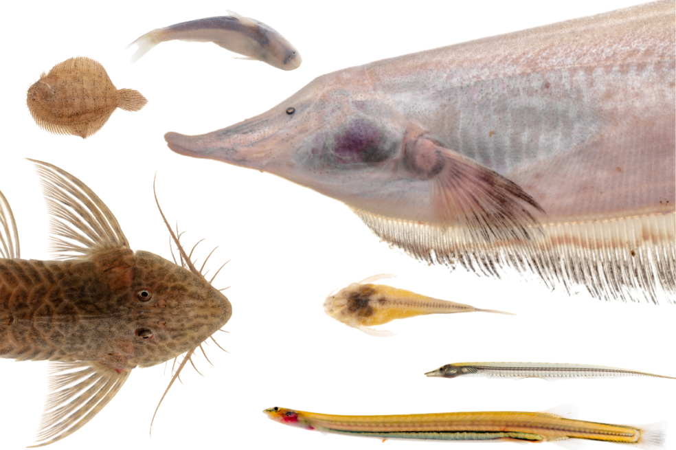 El 2.º río más hondo de Colombia tiene peces desconocidos, ciegos y con microplástico