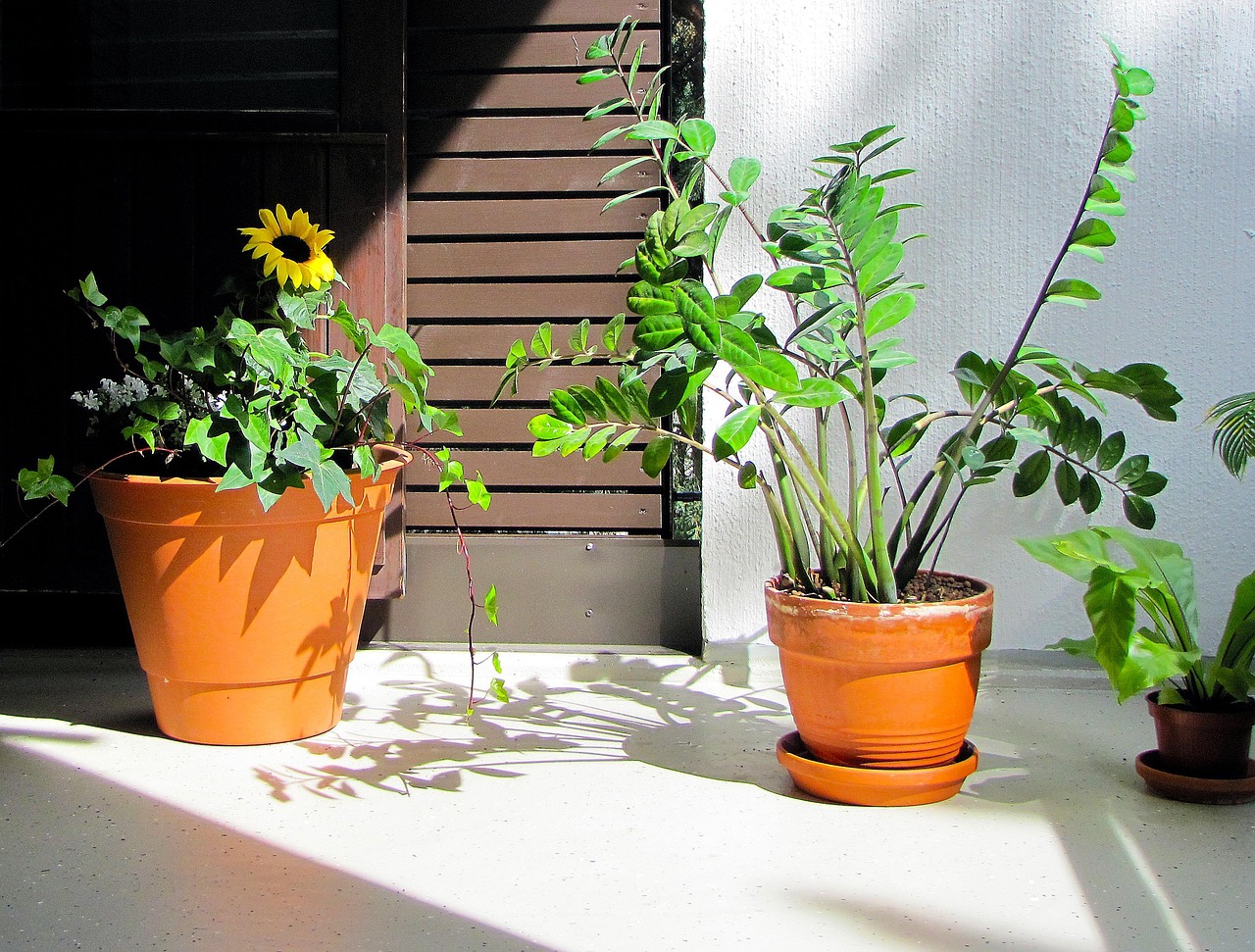 Plantas esquineras: las mejores opciones para poner en la sala