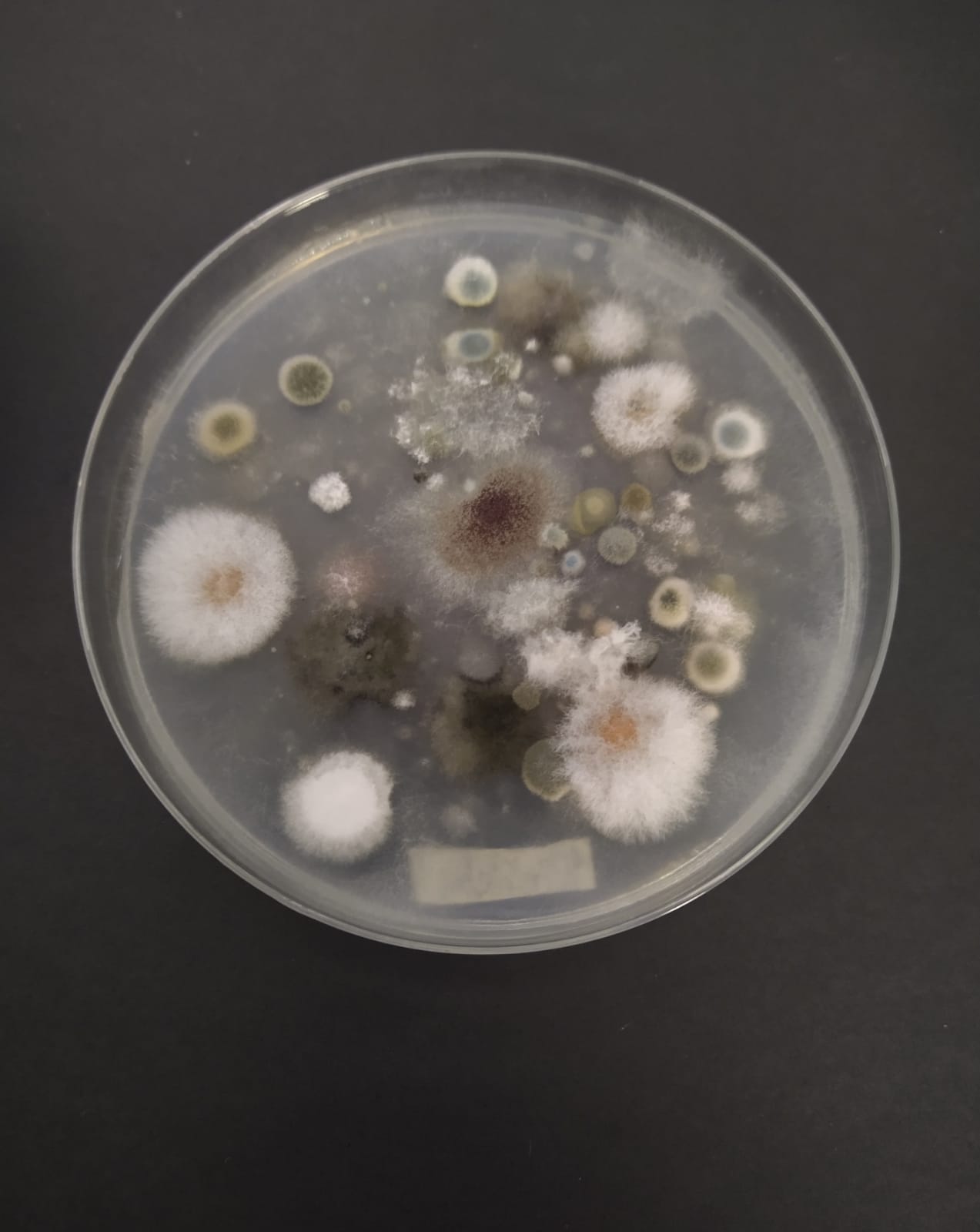 Los investigadores hicieron un muestreo de bioaerosoles cultivables de la Amazonia.