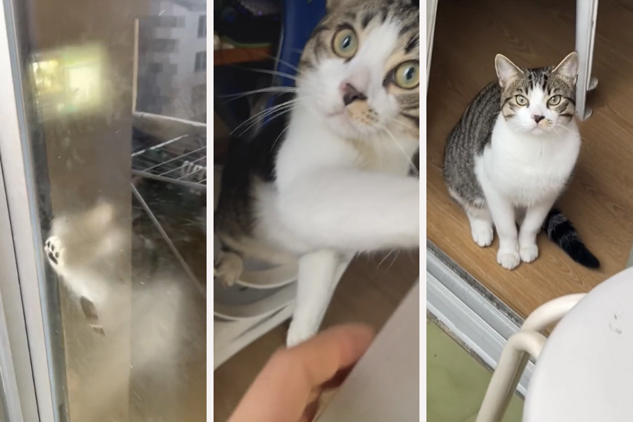 Un gato se convierte en estrella al ayudar a su dueño que se encerró en el balcón