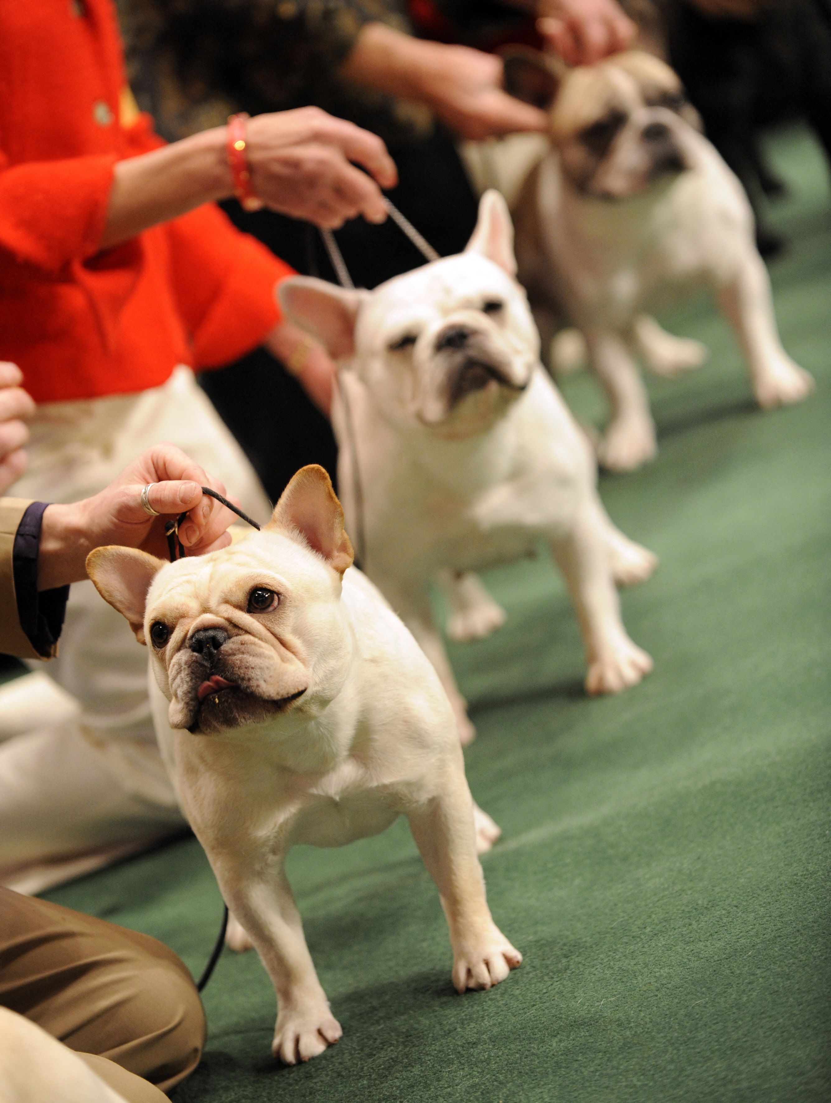 (FILES) In this file photo taken on February 9, 2009 French Bulldogs line up in the judging ring during the 2009 Westminster Kennel Club dog at Madison Square Garden in New York. - The lovable Labrador Retriever is no longer the most popular dog breed in the United States, as French Bulldogs take over the top spot, the American Kennel Club (AKC) announced on March 15, 2023.
