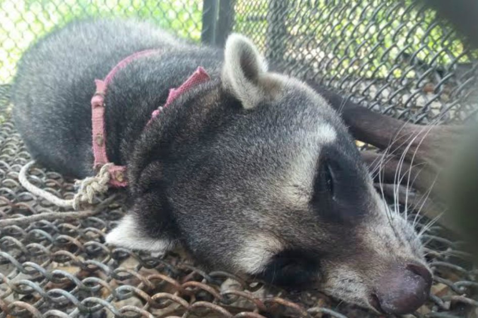 Mapache fue rescatado por la comunidad de Timaná, Huila