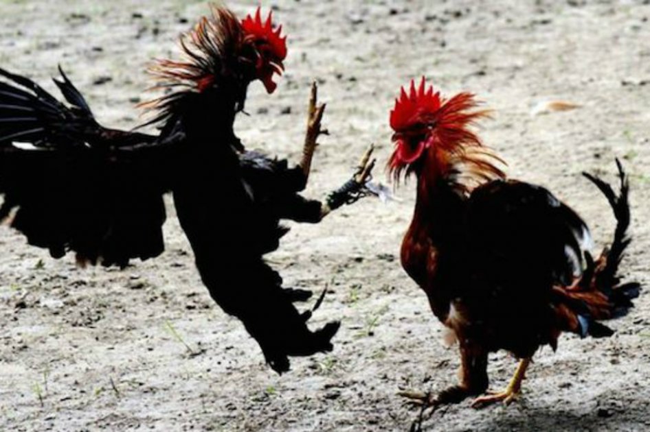 Francia avala prohibición de abrir escenarios para peleas de gallos