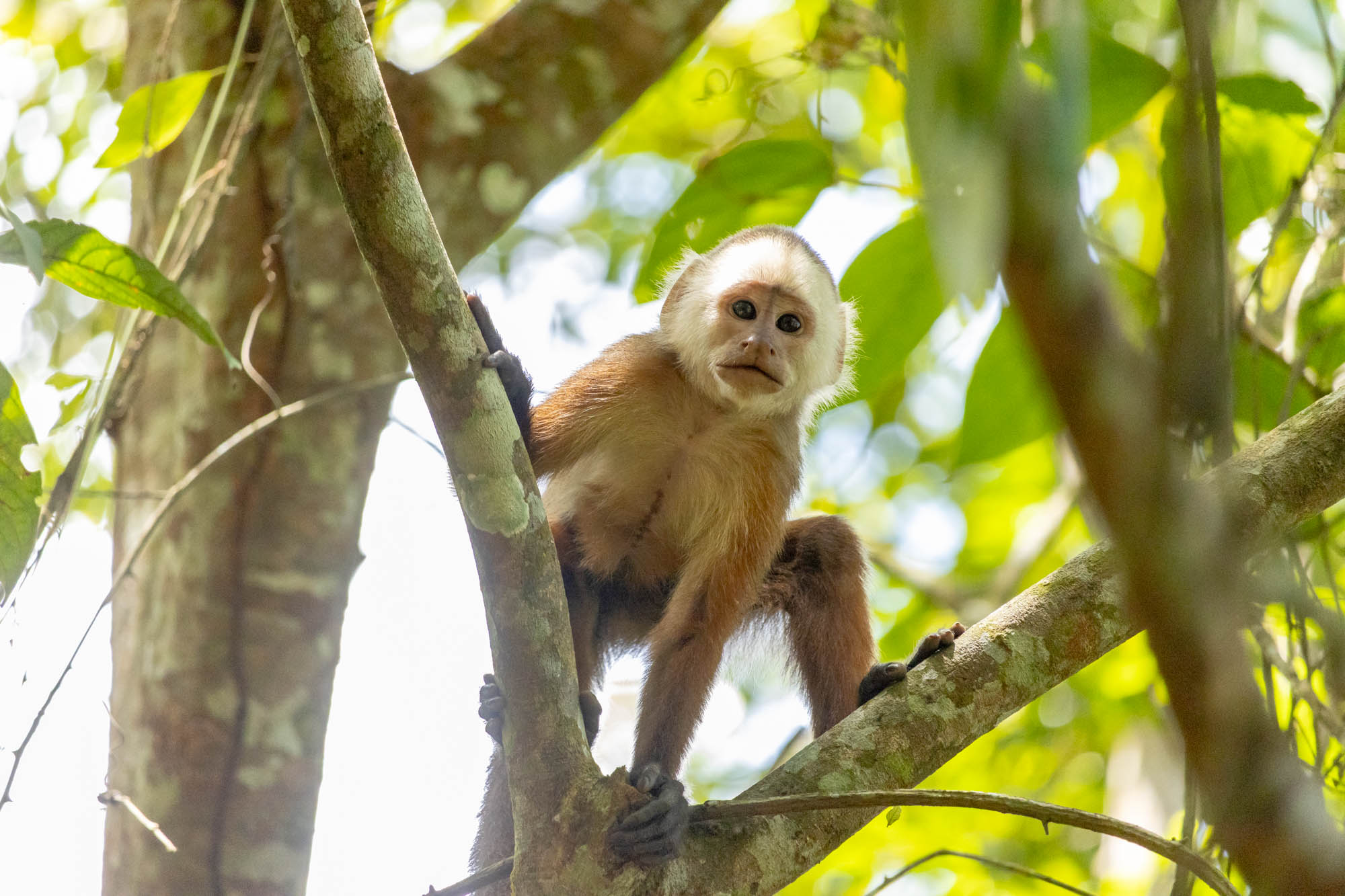 Biodiversidad en Colombia.