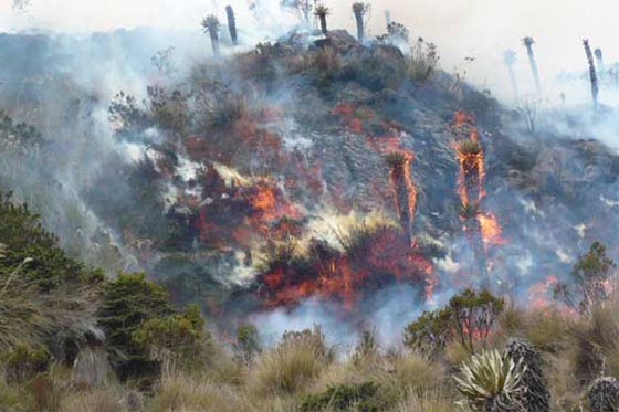 Incendios forestales en Colombia han afectado 4.218 hectáreas
