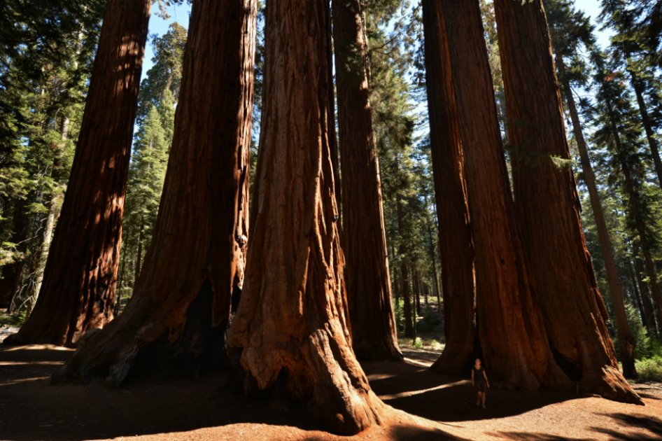 Los incendios de California amenazan las secuoyas gigantes