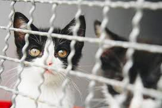 No habrá «sacrificio eutanásico» de animales callejeros