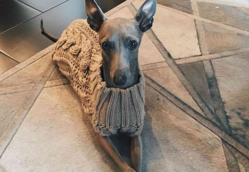 Murió Norman, el perro de Kylie Jenner: “mi corazón duele por ti”