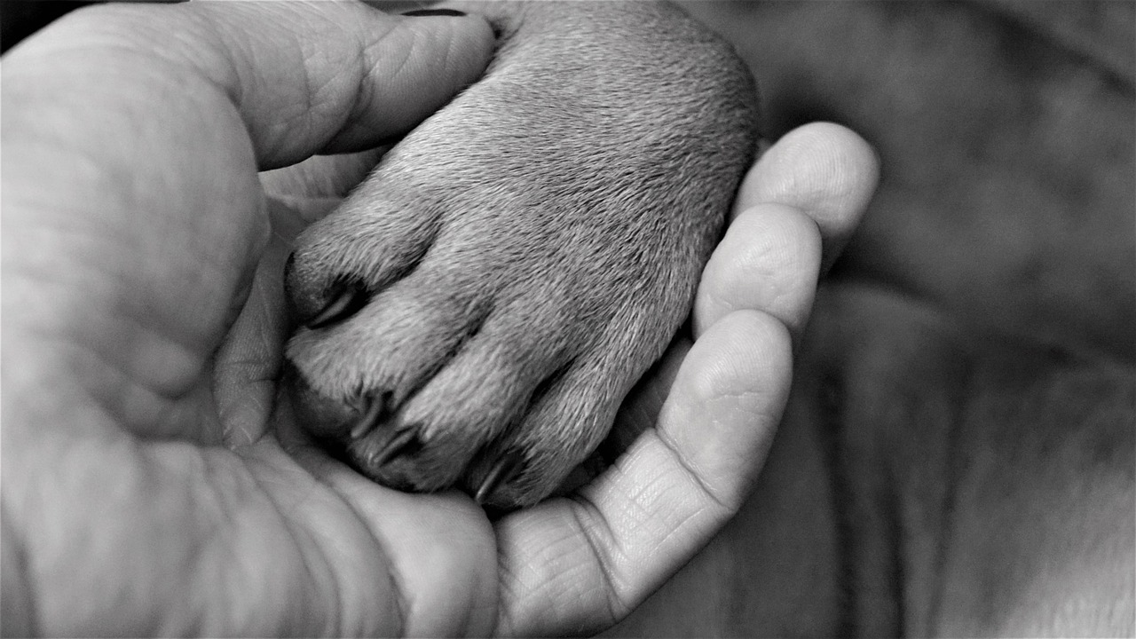 ¿Podría pedir una licencia por la muerte de su mascota?