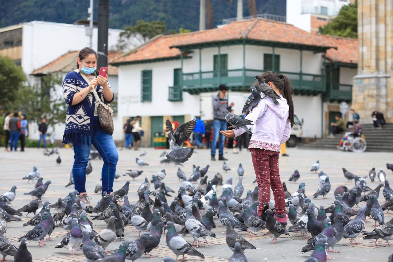 «Vamos a hacer una intervención médica a las palomas»: Distrito