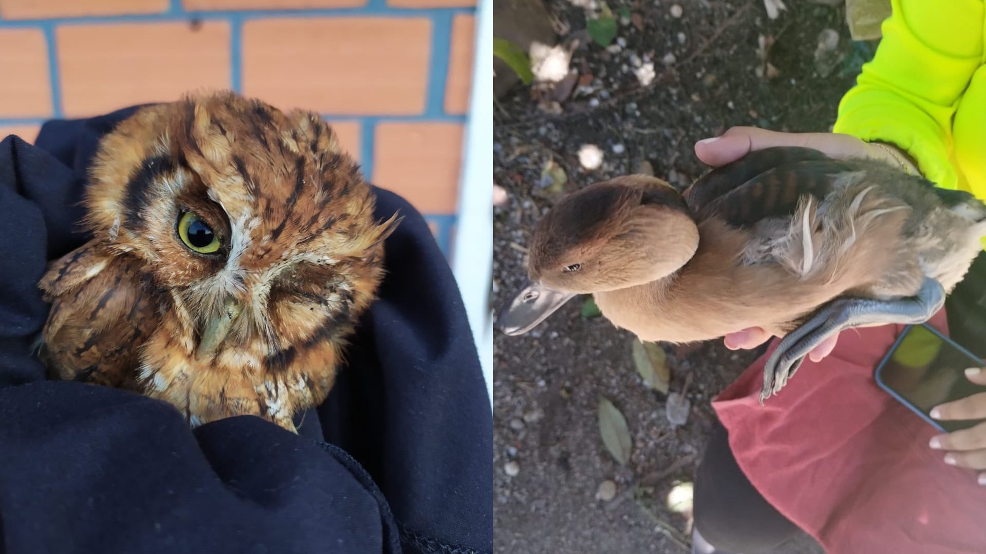 Uso de pólvora dejó más de 33 animales heridos durante Fin de Año en el Oriente Antioqueño