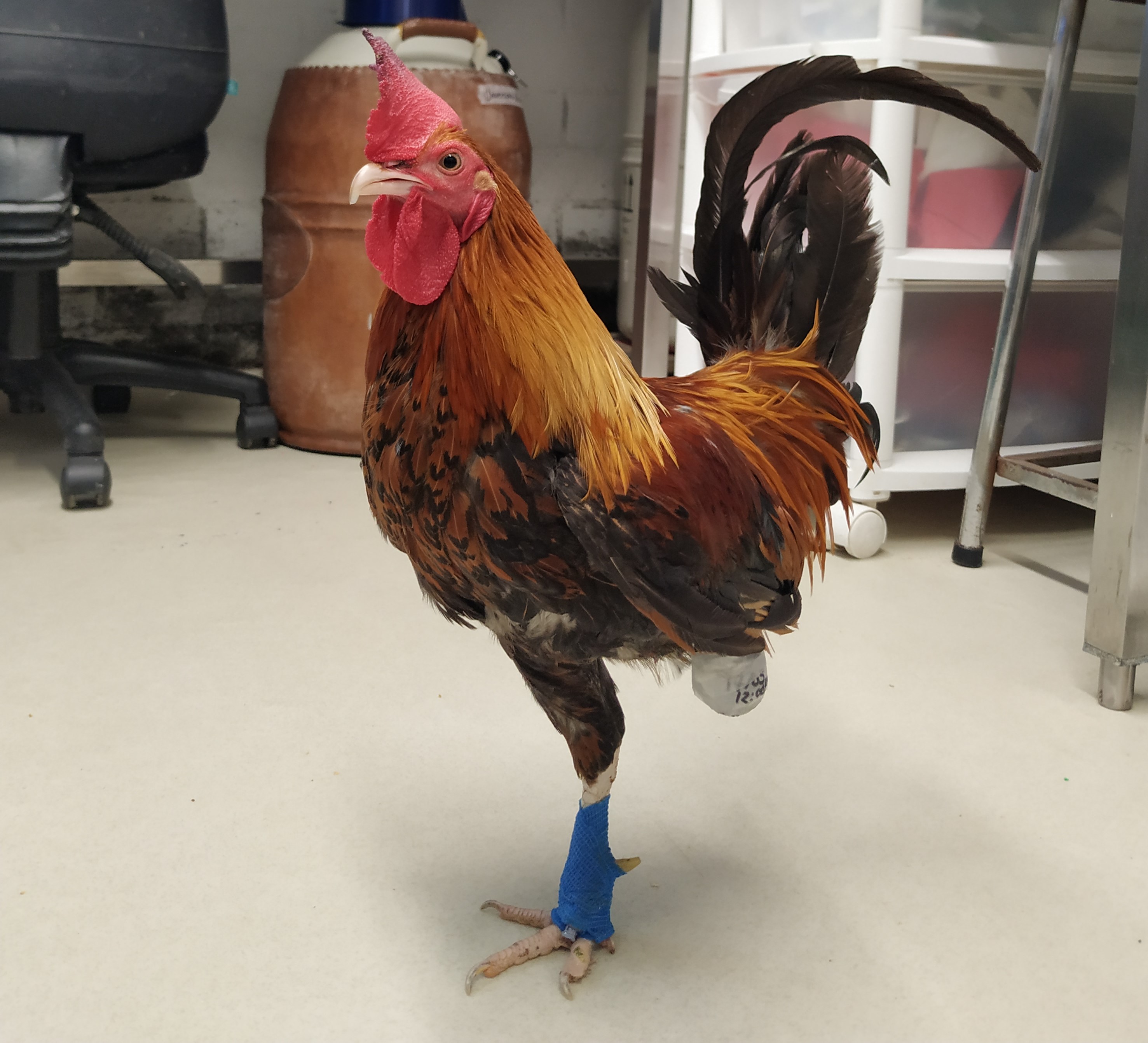 Emilio, el gallo que recibió una prótesis para volver a caminar