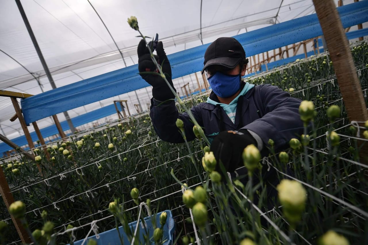 Trabajo en cultivo de flores.