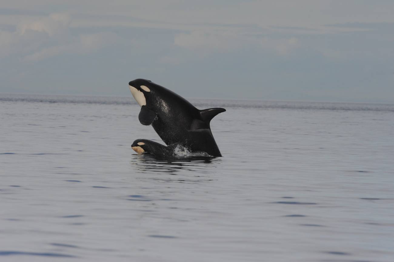 Científicos hallan nuevas pistas sobre por qué las orcas cazan tiburones blancos