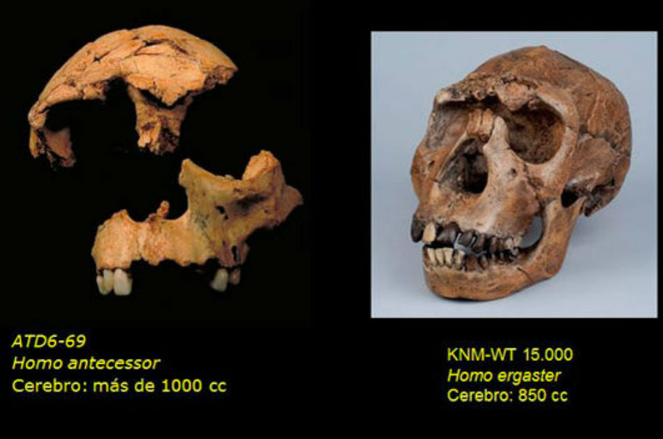 Fósil de un adolescente confirma la existencia del Homo Antecesor