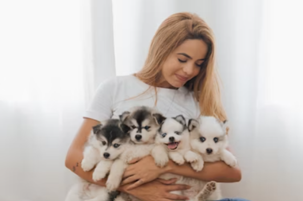 ¿El perro más tierno del mundo? Conozca la mezcla de un pomerania con un husky