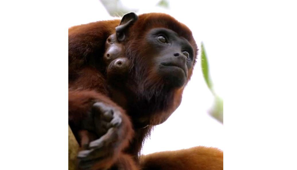 Monos aulladores en Santa Marta: aclaran que enfermedad es natural y no es viable tratarlos