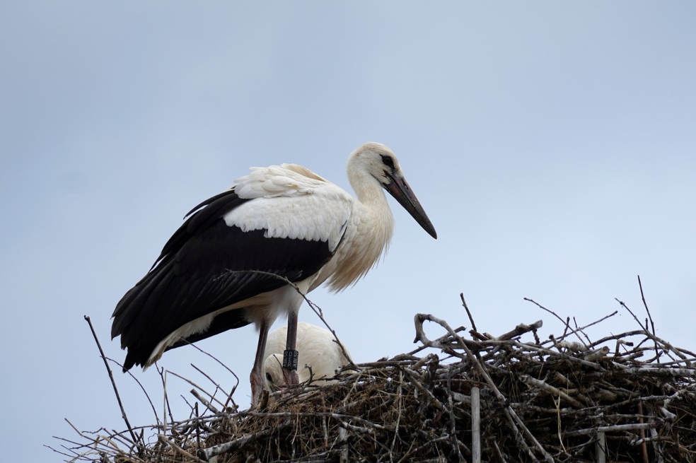 Así está afectando el cambio climático la reproducción de 104 especies de aves