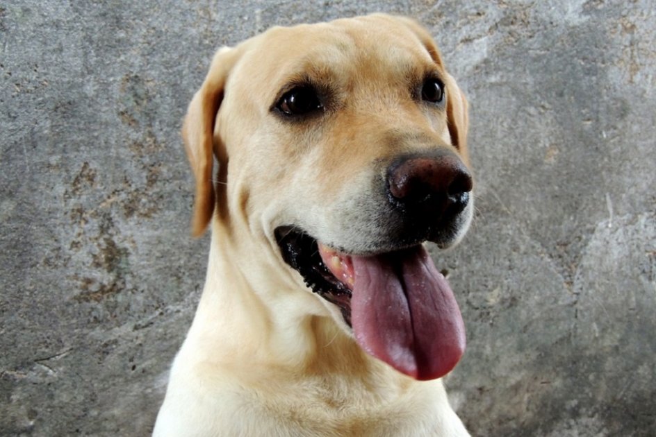 Los labradores solo piensan en comer