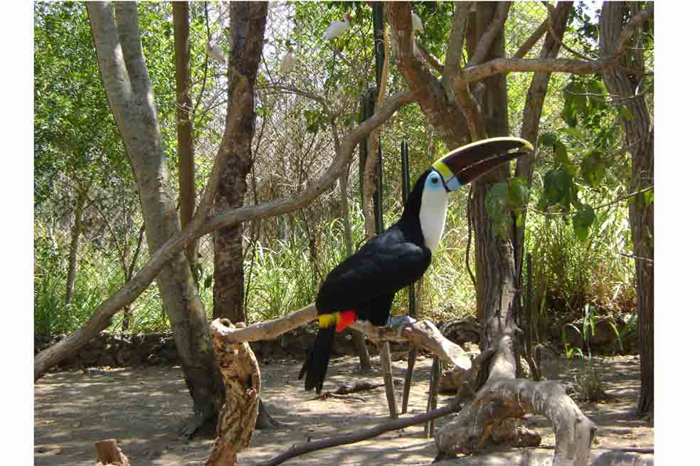 Las aves que revolotean por Barú