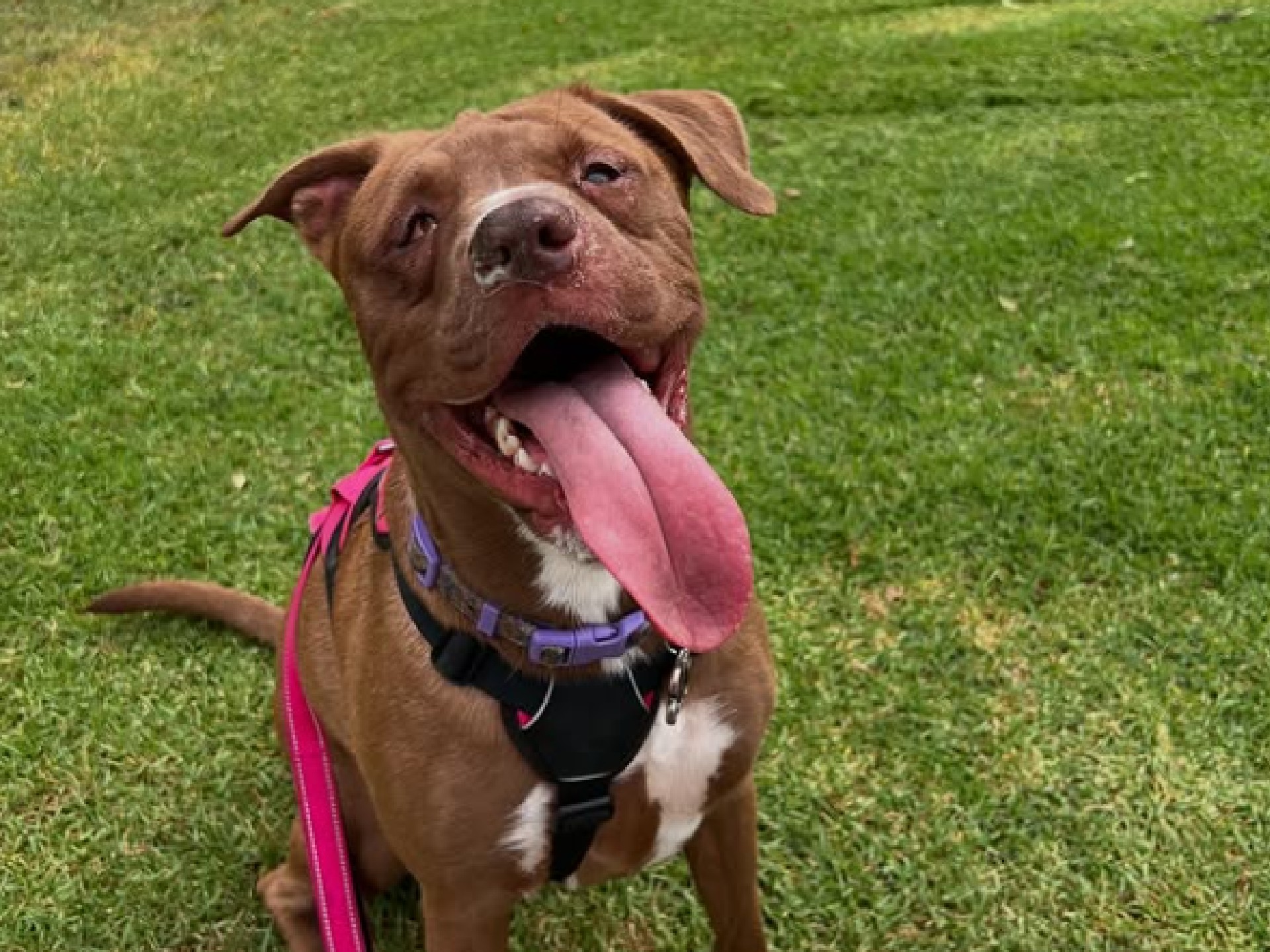 Luna sufrió fractura de cráneo e iba a ser sacrificada: esta es su historia con final feliz