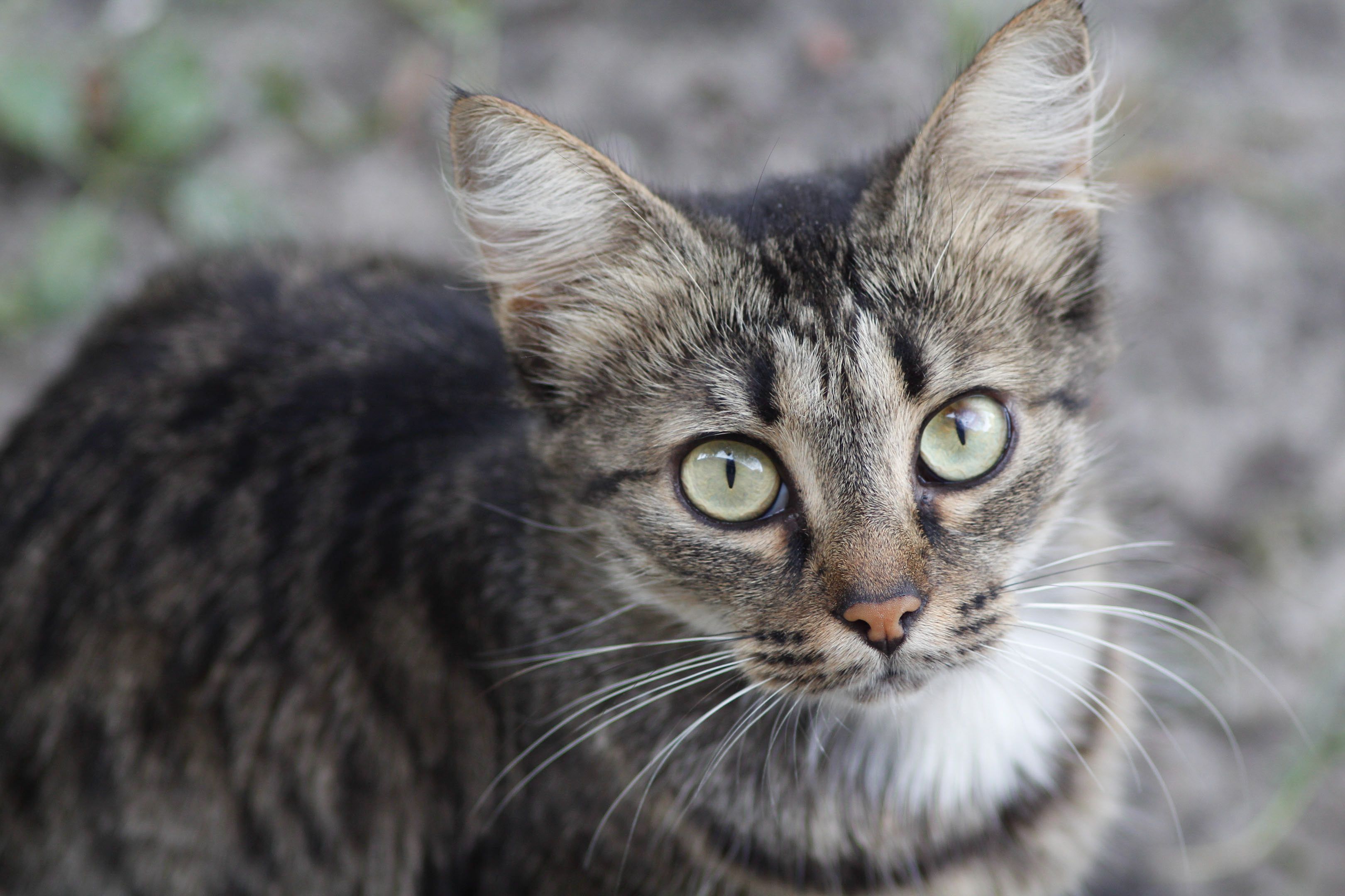 CatchCat: así es el ‘Pokémon Go’ que lo reta a buscar gatos en su barrio