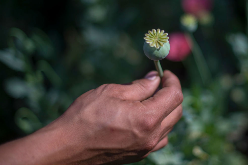 En imágenes: Así crece la amapola en las montañas de Guerrero (México)