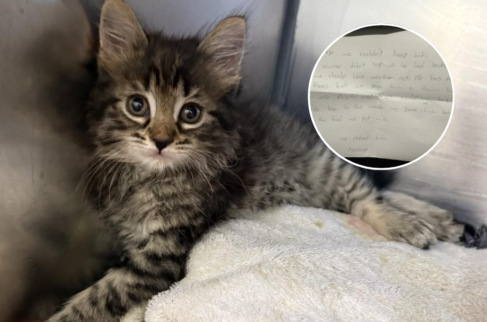 Abandonan con triste carta a un gatico por tener leucemia: "Lo sentimos"