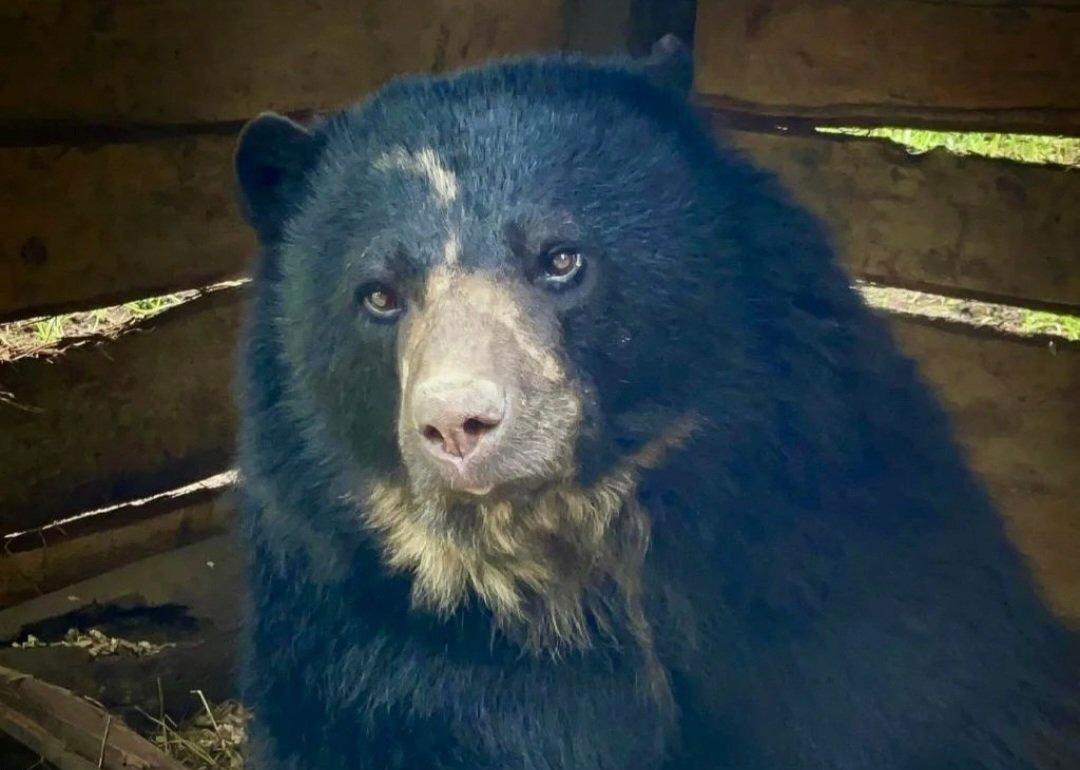 Tamá, el oso de anteojos que escapó del Jaime Duque, retornará a la vida silvestre