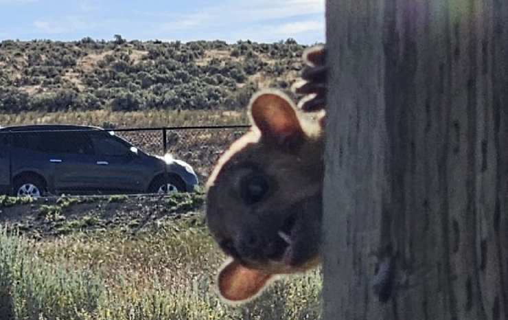 Extraño animal desnutrido fue hallado en carretera de Estados Unidos: ¿qué es?