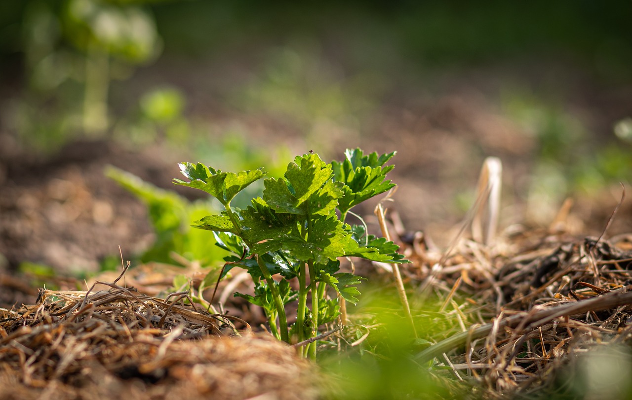 Los cultivos de cobertura son plantas que se siembran principalmente en un terreno agrícola con el propósito de proteger el suelo y mejorar su calidad, estos cultivos cubren la superficie del suelo y ayuda a prevenir la erosión y a mantener el suelo en su lugar.
