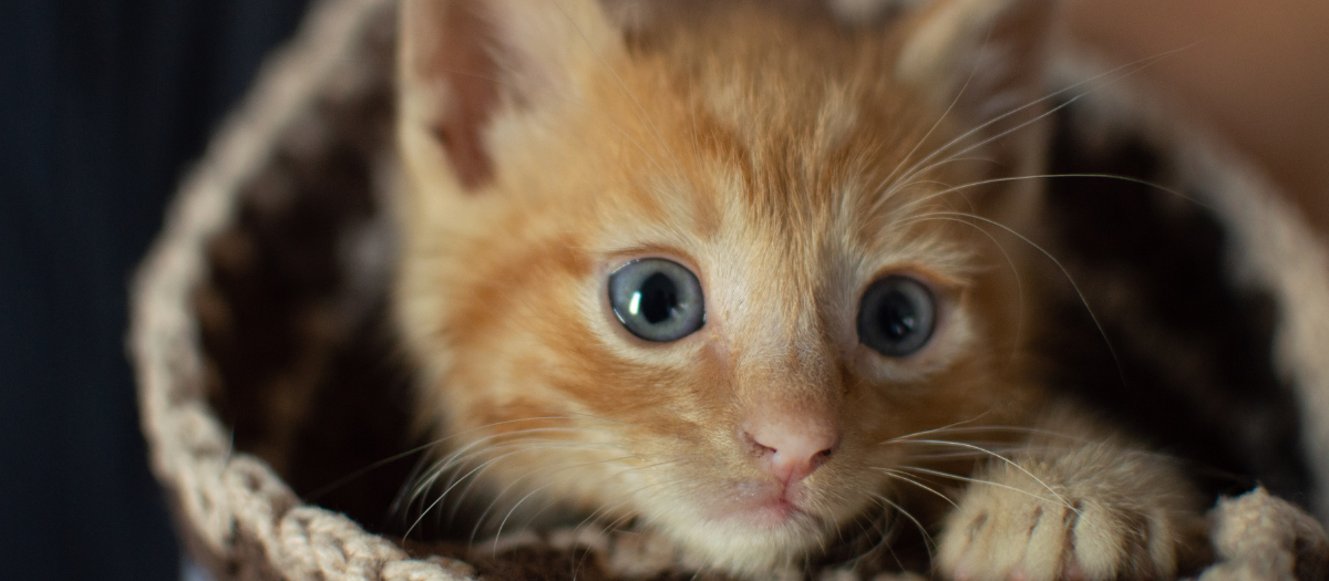 Descubren el gen oculto detrás del pelaje anaranjado y multicolor de los gatos