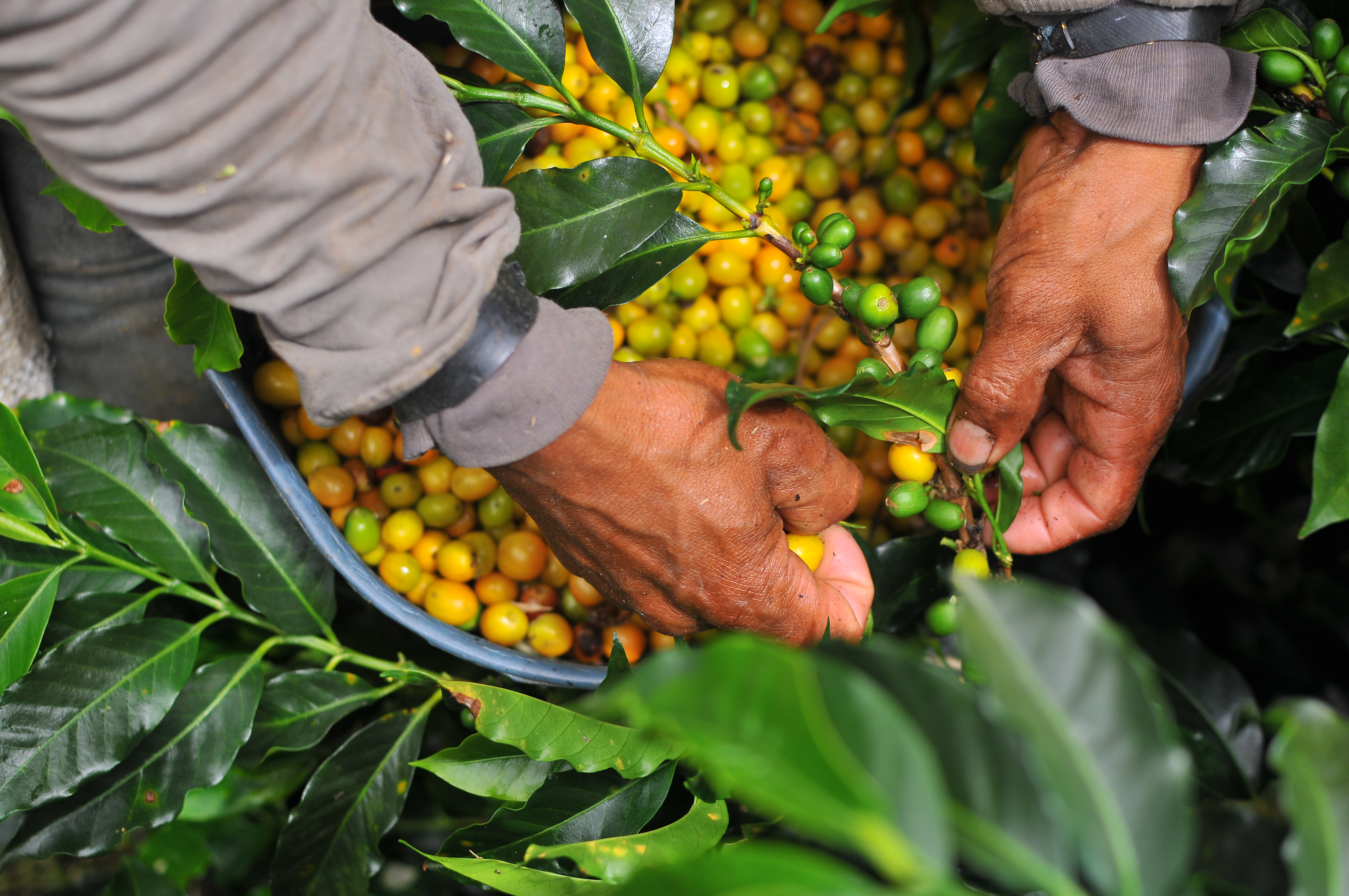 El café bajó en el comercio internacional y recuperó producción en junio