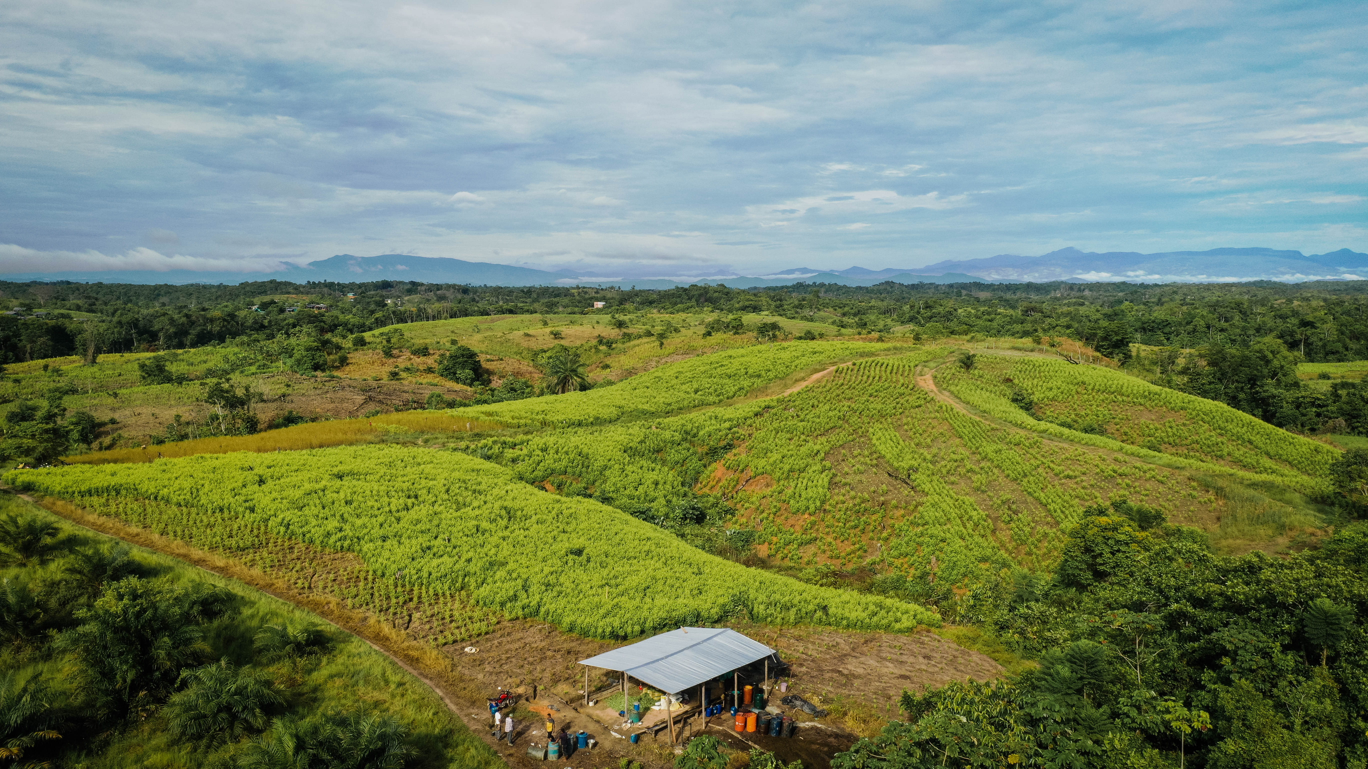 cultivos de coca en Tibú- Catatumbo
