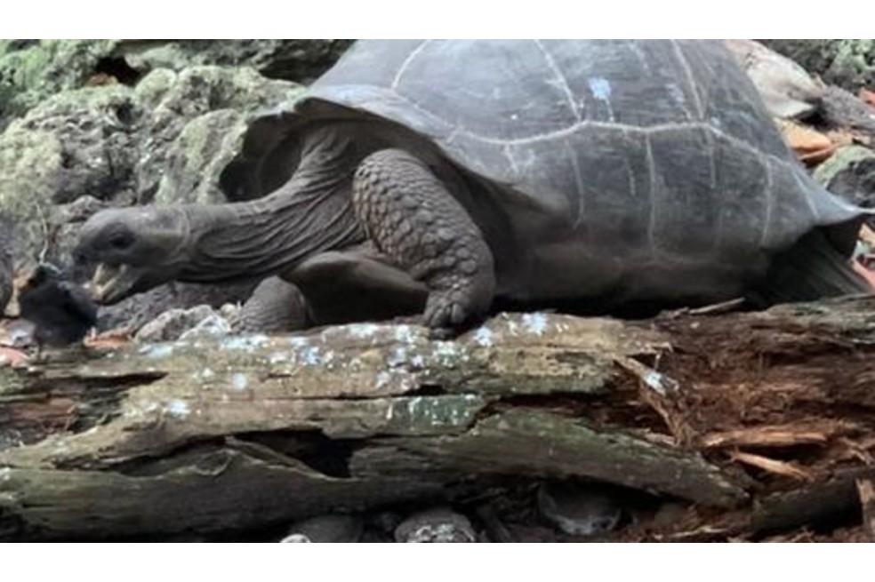 De herbívora a carnívora: filman a tortuga gigante cazando y devorando pájaros