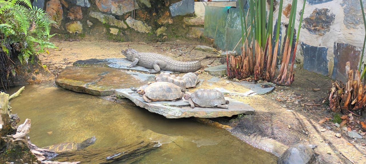 Incautaron más de 60 animales silvestres de un parque recreativo de Cundinamarca