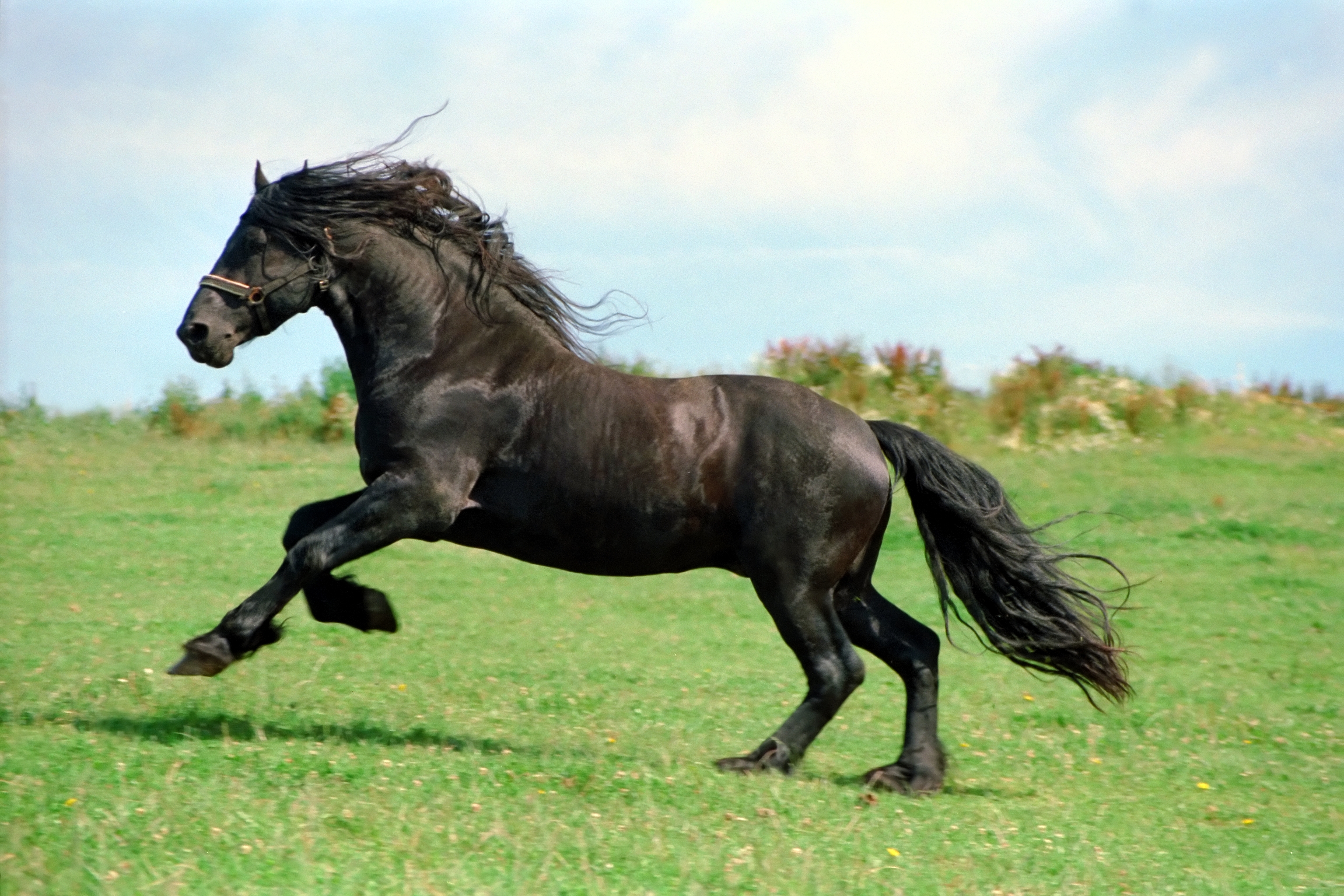 ¿Qué significa cuándo relincha un caballo?
