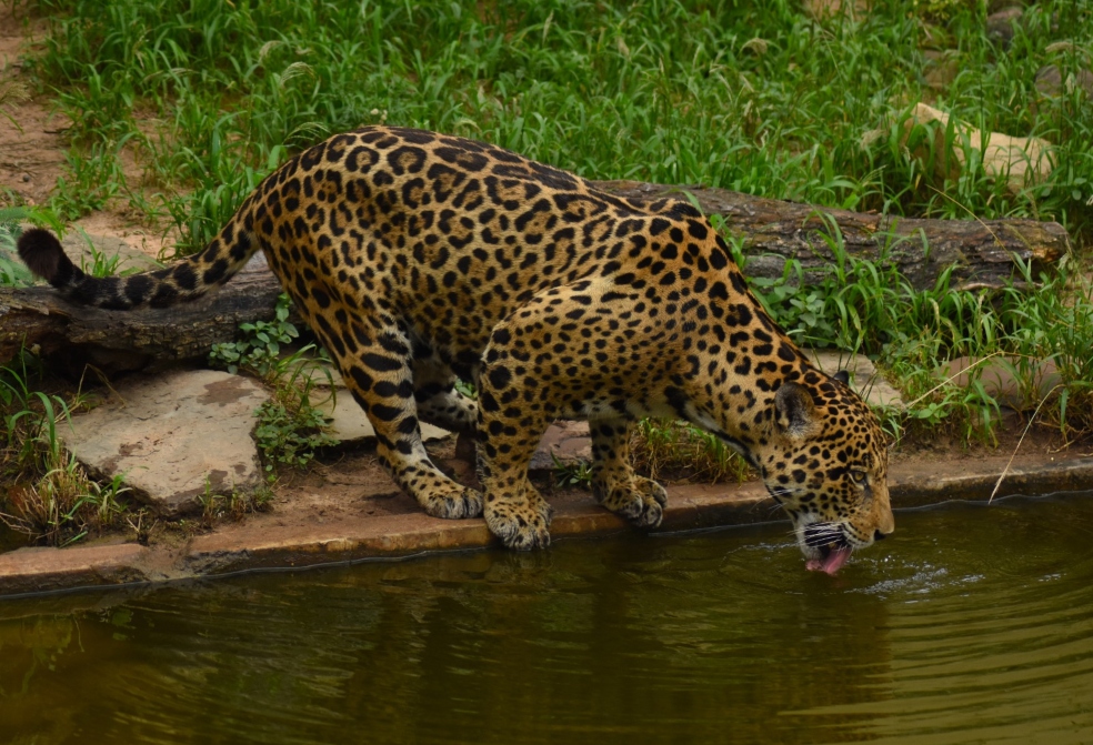 “Reforzaremos las estrategias”: Minambiente sobre el jaguar cazado en Chocó