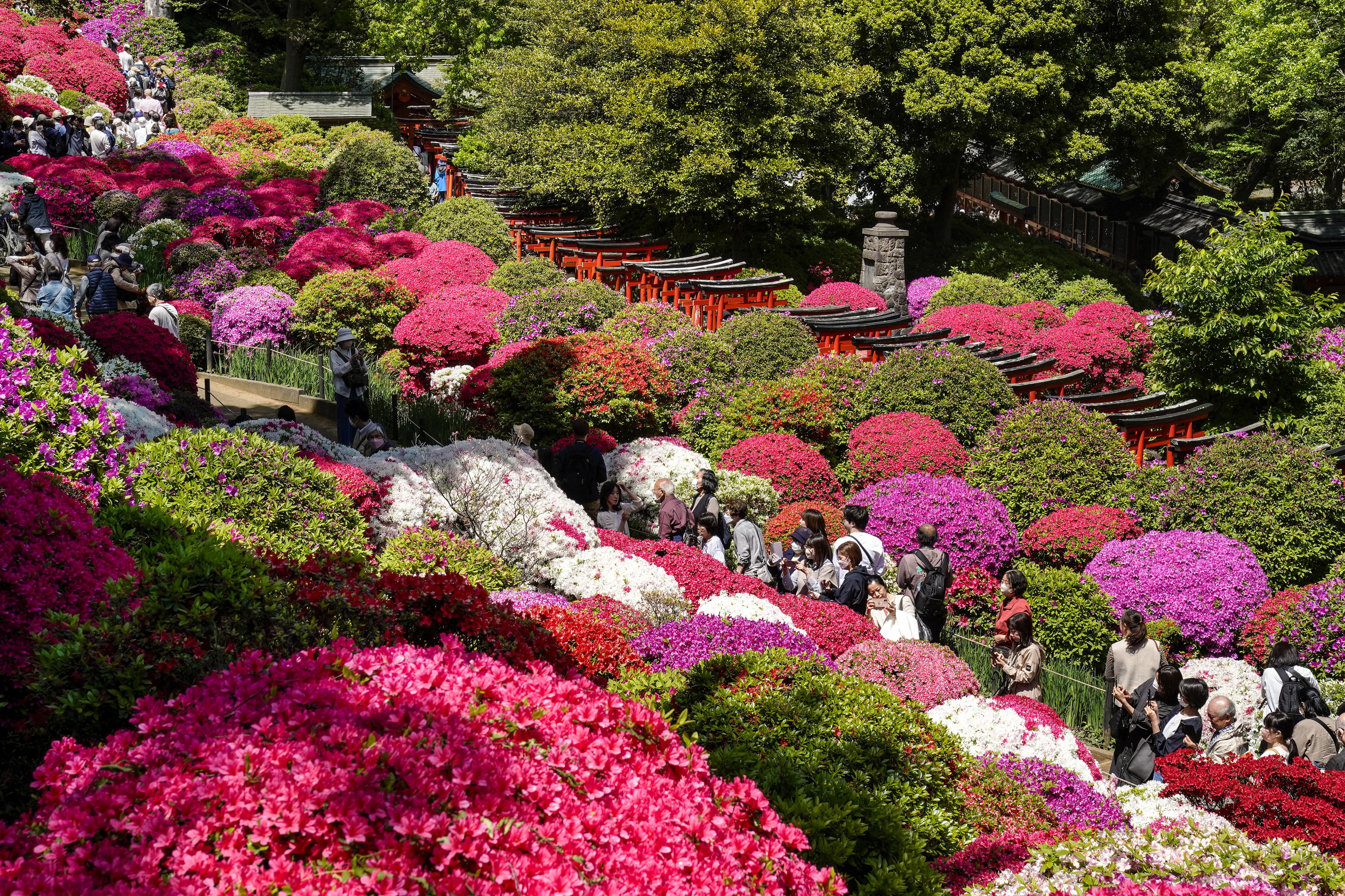 Tokyo (Japan), 19/04/2024.- Azalea in full bloom attract visitors at Nezu Shrine garden in Tokyo, Japan, 19 April 2024 while highest temperature in central Tokyo rose into 23.4 degrees Celsius, 3.4 degrees higher than usual. About 100 types of 3,000 azaleas attract visitors during the Azalea Festival held at the shrine from 30 March to 30 April in 2024. (Japón, Tokio) EFE/EPA/KIMIMASA MAYAMA