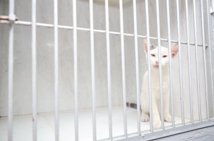 ¿Por qué hay tantos casos de maltrato animal en Santa Marta?